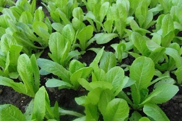 小白菜种太密了如何移栽，要及时间苗