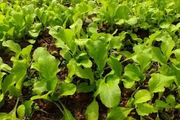 小白菜种太密了如何移栽，要及时间苗