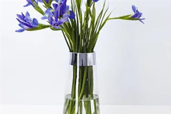 蓝鸢尾的栽培要点，播种后需要喷洒水分