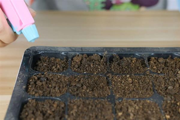 蓝鸢尾的栽培要点，播种后需要喷洒水分
