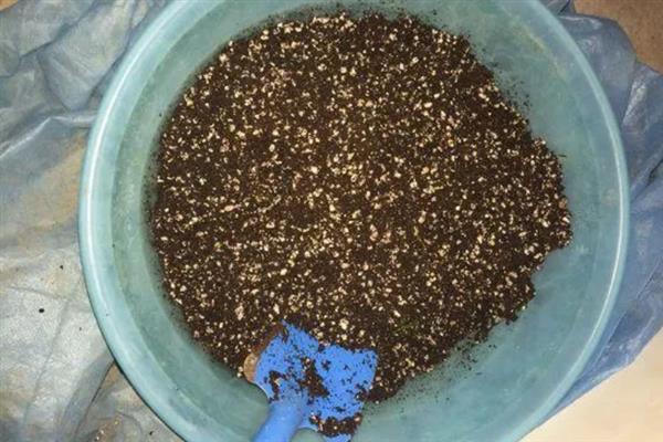 蓝鸢尾的栽培要点，播种后需要喷洒水分