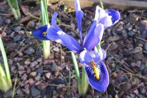 蓝鸢尾的栽培要点，播种后需要喷洒水分