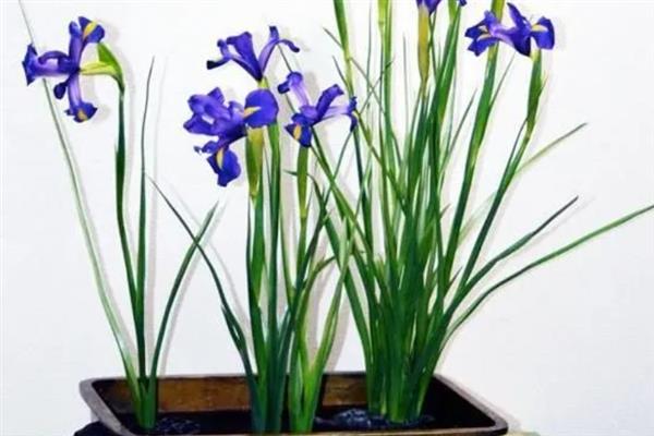 蓝鸢尾的栽培要点，播种后需要喷洒水分