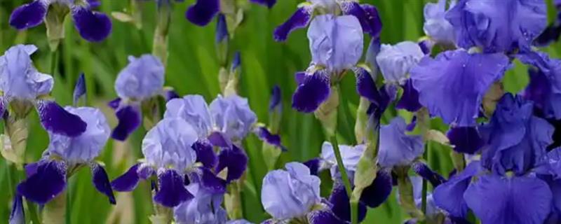 蓝鸢尾的栽培要点，播种后需要喷洒水分