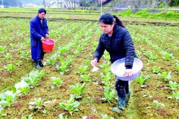 反季节蔬菜如何施肥，要适当使用肥量