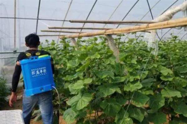 反季节蔬菜如何施肥，要适当使用肥量