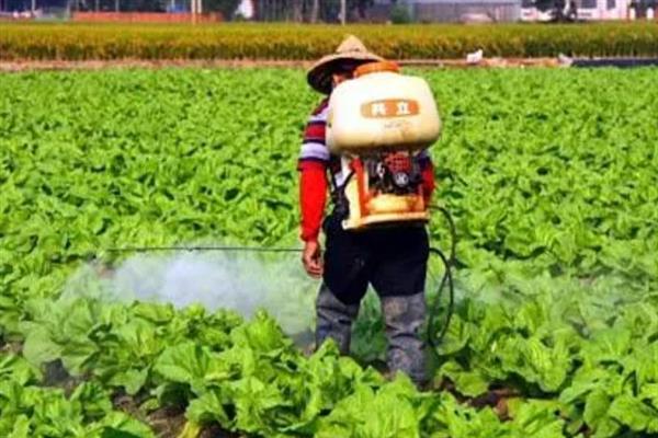反季节蔬菜如何施肥，要适当使用肥量