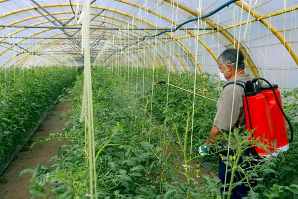 反季节蔬菜如何施肥，要适当使用肥量
