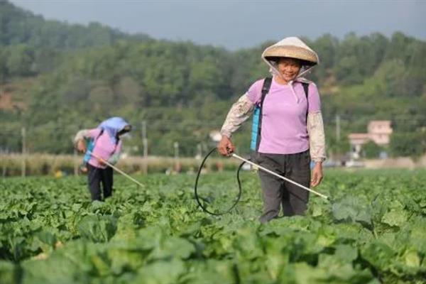 反季节蔬菜如何施肥，要适当使用肥量