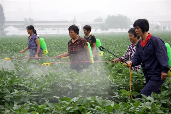 反季节蔬菜如何施肥，要适当使用肥量