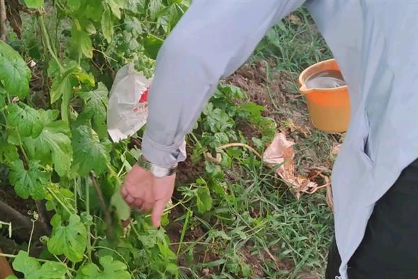 反季节蔬菜如何施肥，要适当使用肥量