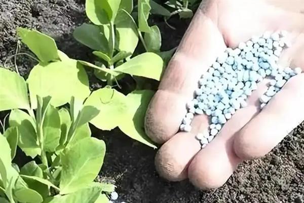 反季节蔬菜如何施肥，要适当使用肥量
