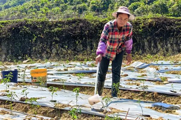 反季节蔬菜如何施肥，要适当使用肥量