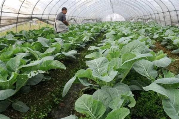 反季节蔬菜如何施肥，要适当使用肥量