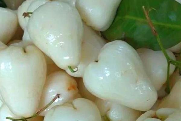 莲雾有哪些品种，深红色种、粉红色种、白色种等7个品种较常见