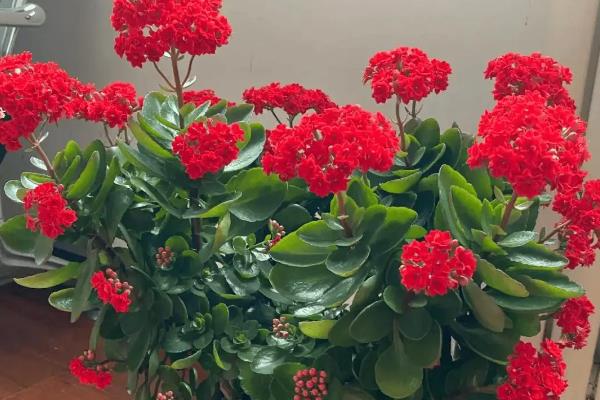 长寿花的开花时间，一般从12月份开始开放