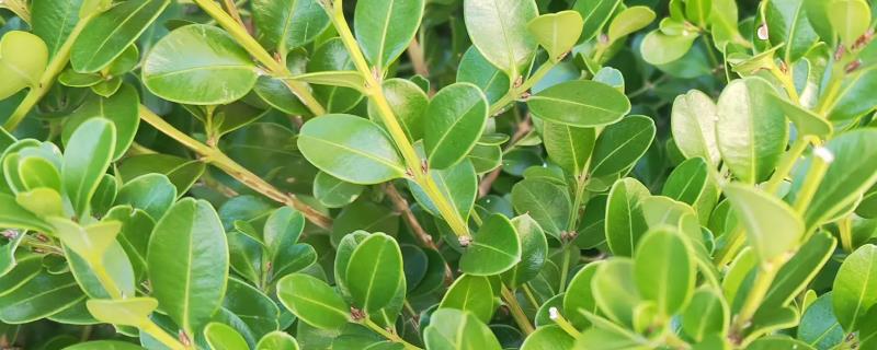 黄杨怎么养殖，生长期每隔7-10天喷一次叶面肥