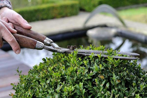 黄杨怎么养殖,生长期每隔7-10天喷一次叶面肥