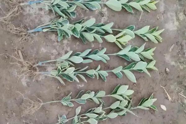 黄杨怎么养殖,生长期每隔7-10天喷一次叶面肥