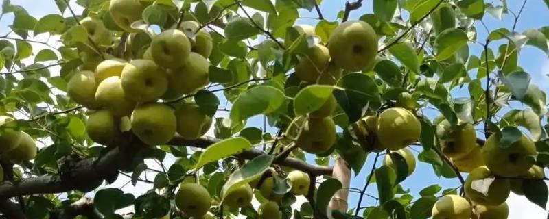 果树施肥的时间，5-7月份施肥量较大