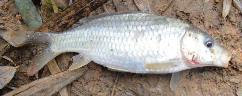 杂交鲫鱼的品种，有工程鲫、赣昌鲤鲫等
