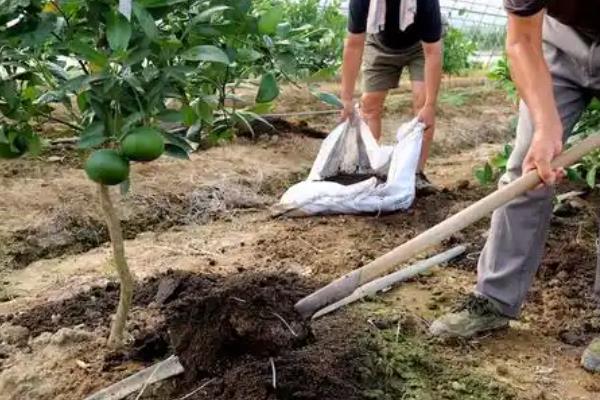 果树施肥的时间，5-7月份施肥量较大