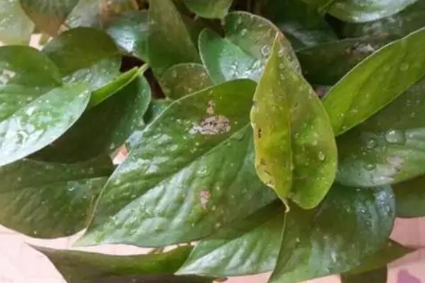 绿萝的常见的病害及防治方法，常见的有炭疽病、根腐病等
