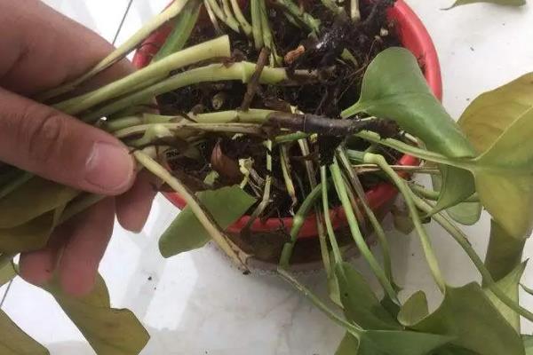 绿萝的常见的病害及防治方法，常见的有炭疽病、根腐病等