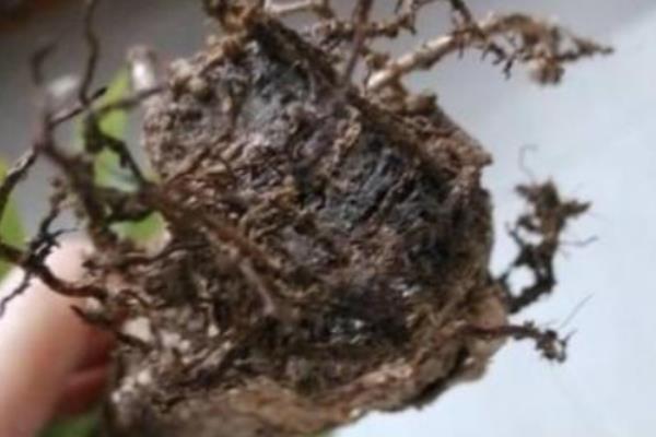 绿萝的常见的病害及防治方法，常见的有炭疽病、根腐病等