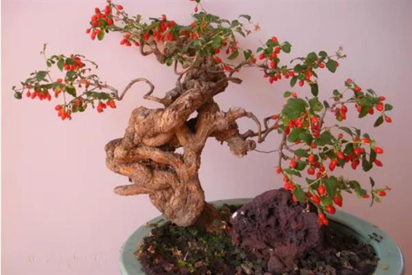 枸杞盆景的制作方法，选择直径20厘米左右的花盆