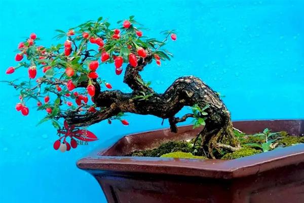 枸杞盆景的制作方法，选择直径20厘米左右的花盆