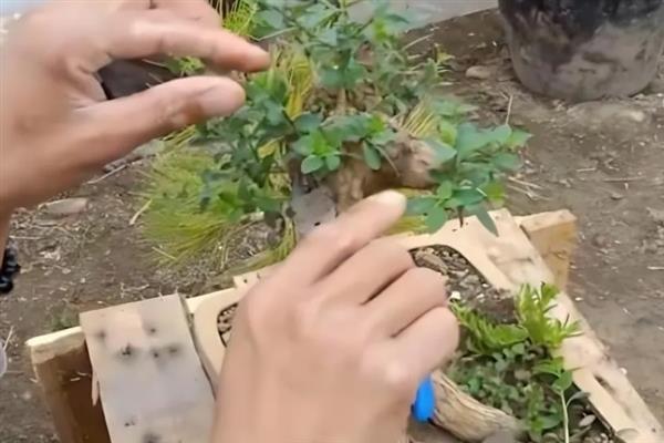 枸杞盆景的制作方法，选择直径20厘米左右的花盆