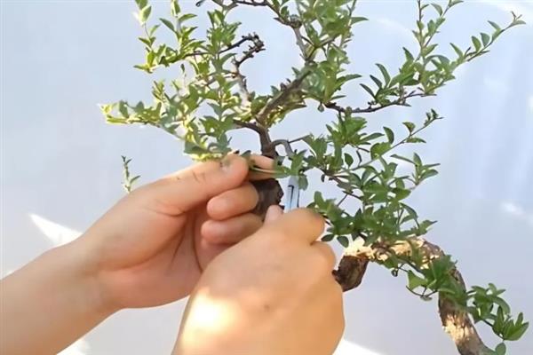 枸杞盆景的制作方法，选择直径20厘米左右的花盆