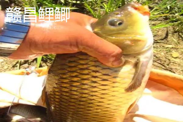 杂交鲫鱼的品种，有工程鲫、赣昌鲤鲫等