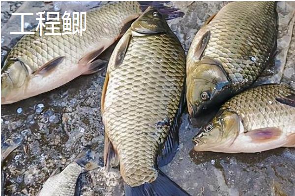 杂交鲫鱼的品种，有工程鲫、赣昌鲤鲫等
