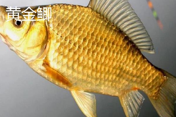 杂交鲫鱼的品种，有工程鲫、赣昌鲤鲫等