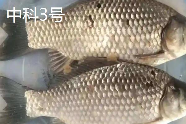 杂交鲫鱼的品种，有工程鲫、赣昌鲤鲫等