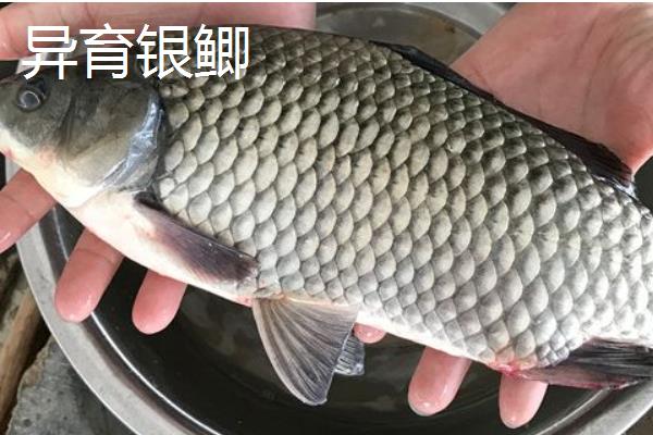 杂交鲫鱼的品种，有工程鲫、赣昌鲤鲫等