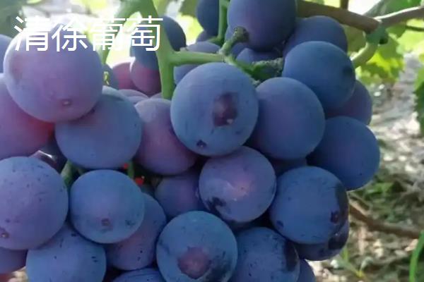 山西省清徐县的特产，有清徐葡萄、沙金红杏等