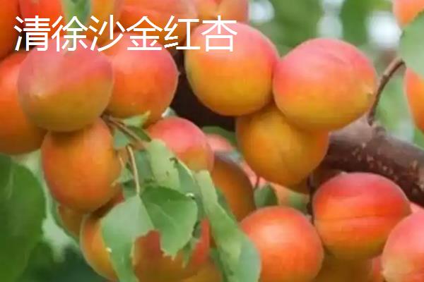 山西省清徐县的特产，有清徐葡萄、沙金红杏等