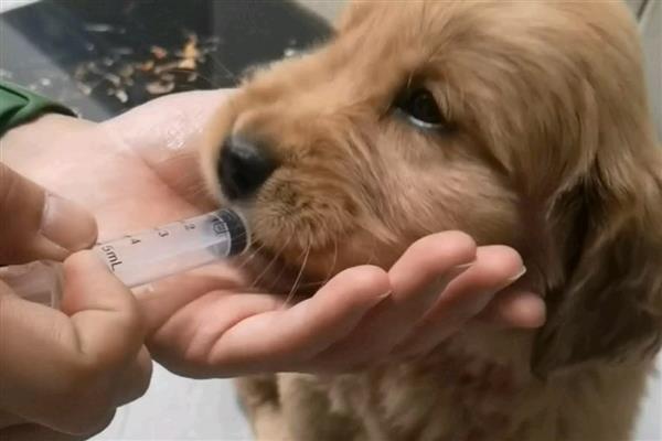 狗狗呼吸道感染怎么办，细菌感染可使用阿莫西林、头孢、氨苄西林治疗