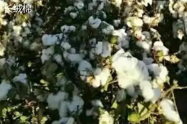 新疆棉花的主产区是哪里，南疆棉区的产量占据80%左右