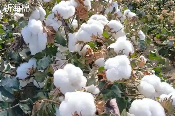 新疆棉花的主产区是哪里，南疆棉区的产量占据80%左右
