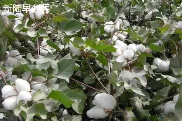 新疆棉花的主产区是哪里，南疆棉区的产量占据80%左右
