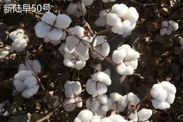新疆棉花的主产区是哪里，南疆棉区的产量占据80%左右