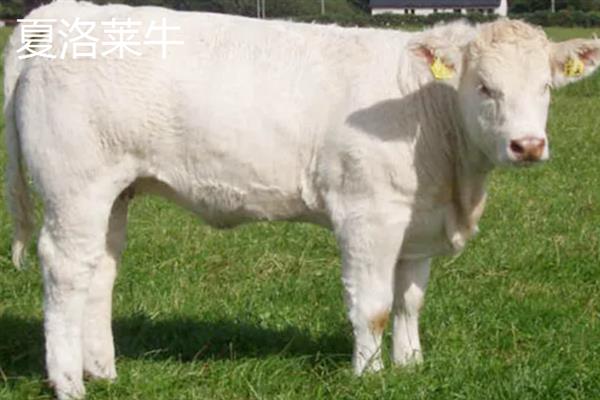 农村养牛选什么品种好，推荐夏洛莱牛、西门塔尔牛等