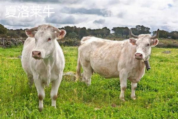 农村养牛选什么品种好，推荐夏洛莱牛、西门塔尔牛等