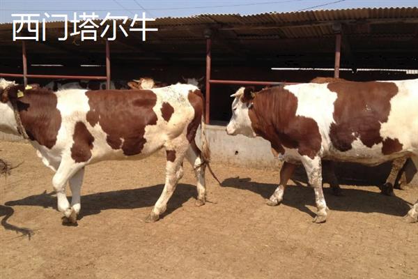 农村养牛选什么品种好，推荐夏洛莱牛、西门塔尔牛等