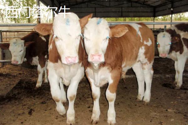 农村养牛选什么品种好，推荐夏洛莱牛、西门塔尔牛等