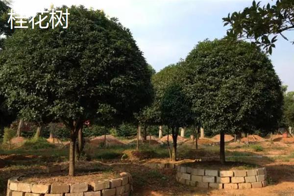 北方庭院适合种哪些树，适合种桂花树、山楂树等
